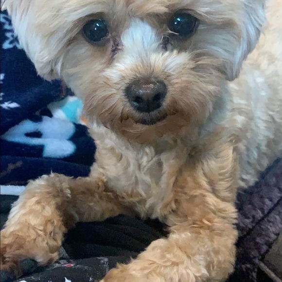 Meet your Posher, Kylie - Picture 4 of 10